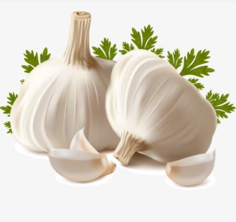 Garlic oil